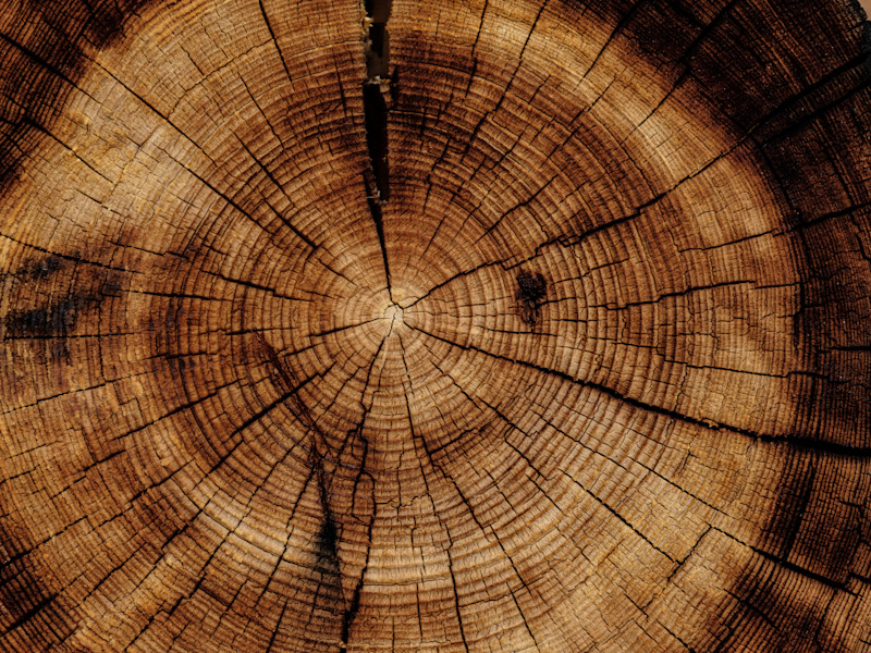 Close up of a cross cut tree trunk showing its rings