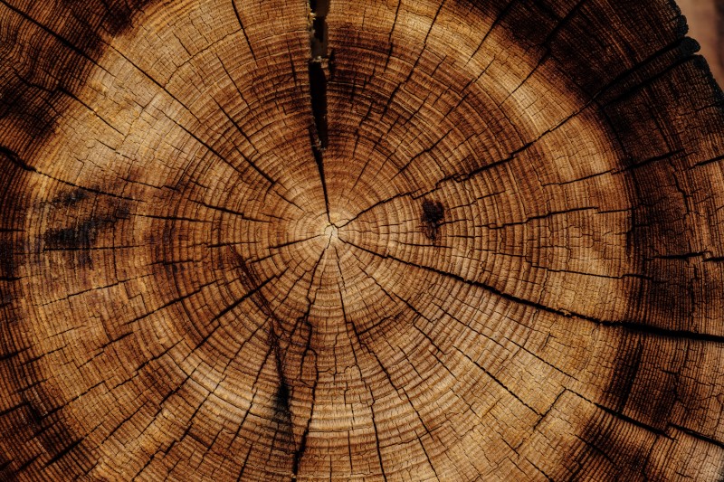 Close up of a cross cut tree trunk showing its rings