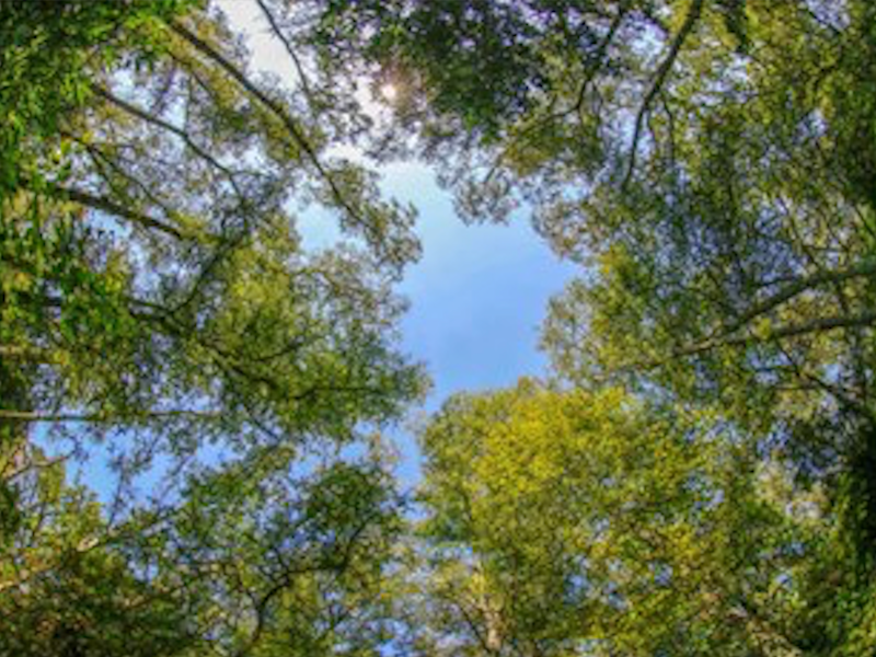 Image of The impact of carbon pricing and potential effects of a CBAM