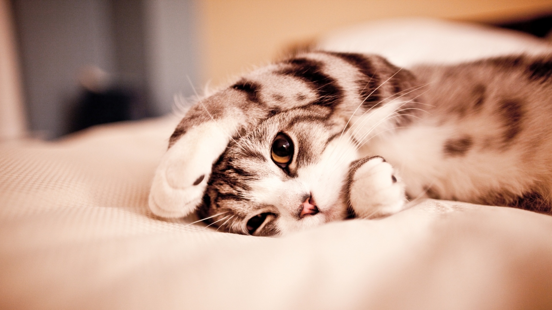Hidden Cat Ears