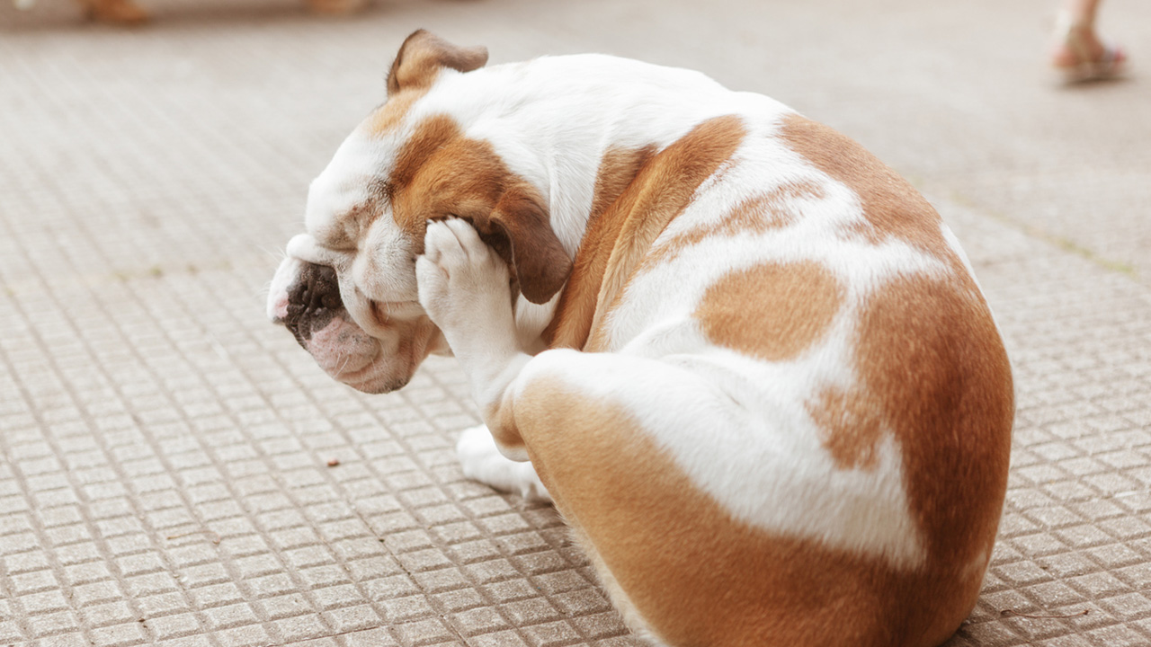 Itchy Bulldog