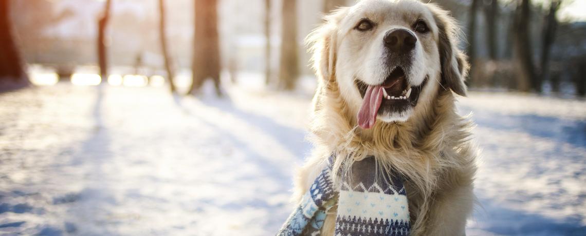 Winter Dog