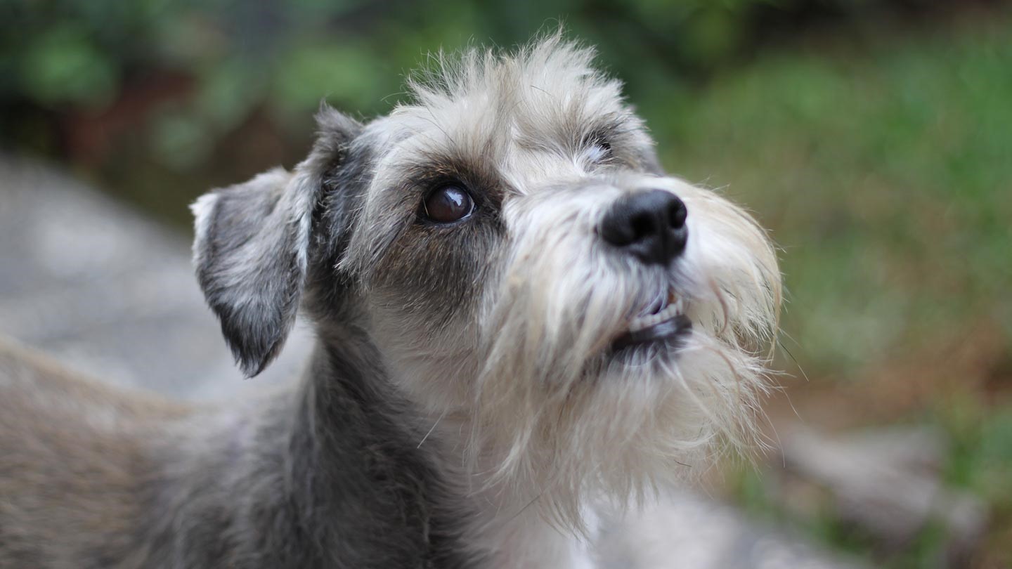 Distinguished Boy