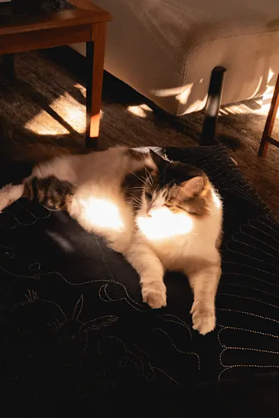 Cooper on a Japanese Floor Pillow
