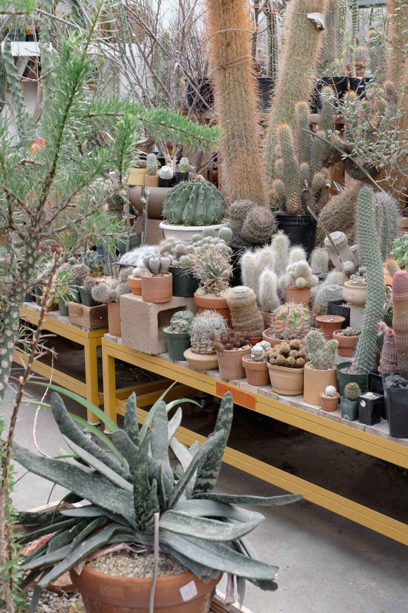Cactus store