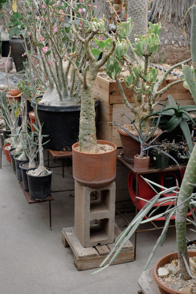 Cactus store
