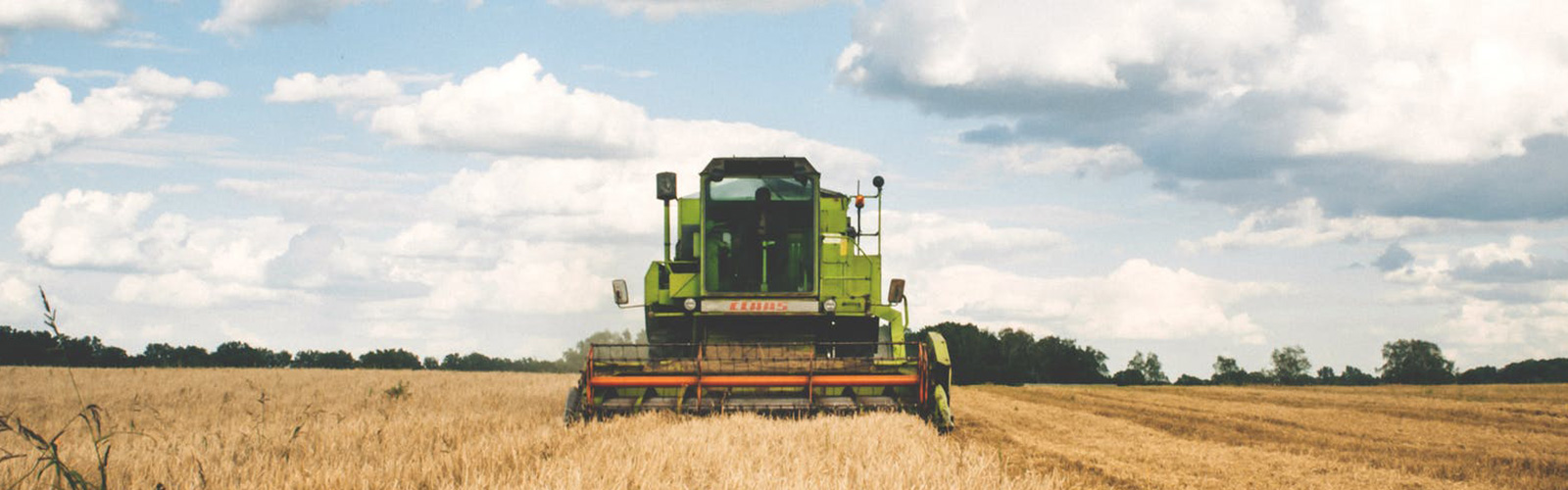 A green tractor ploughing fields of grain