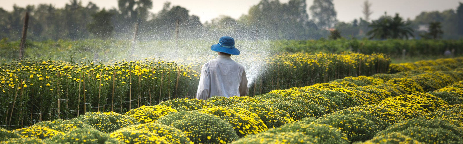 A man with a blue hat watering crops in a big field