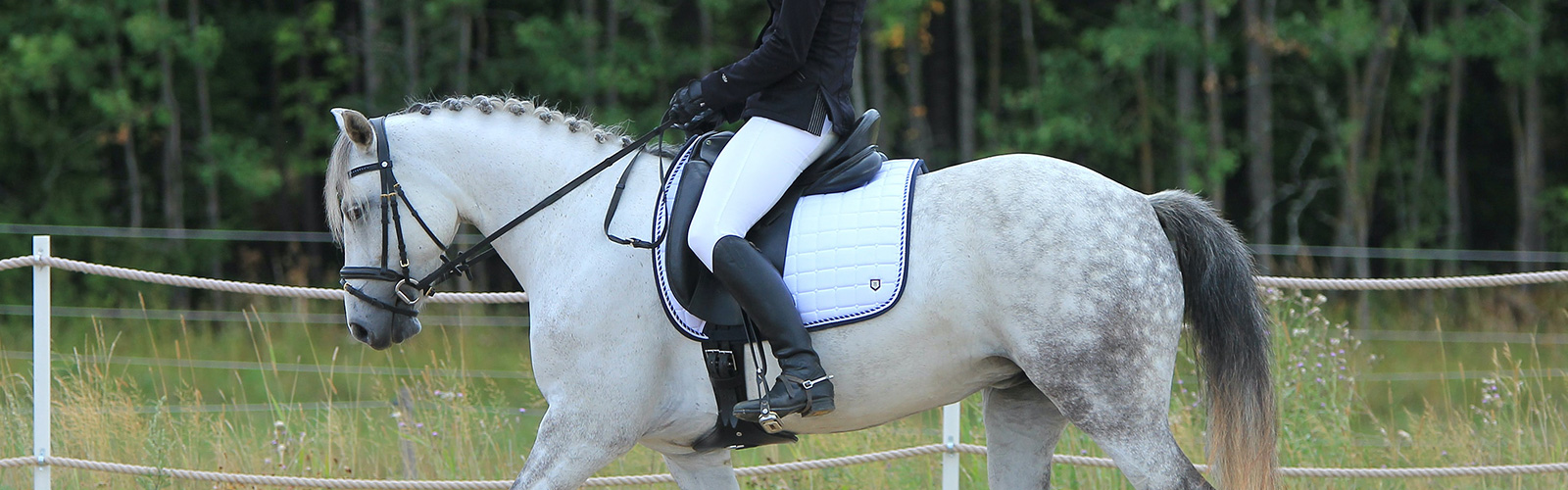 A person in full horse riding uniform riding a white horse