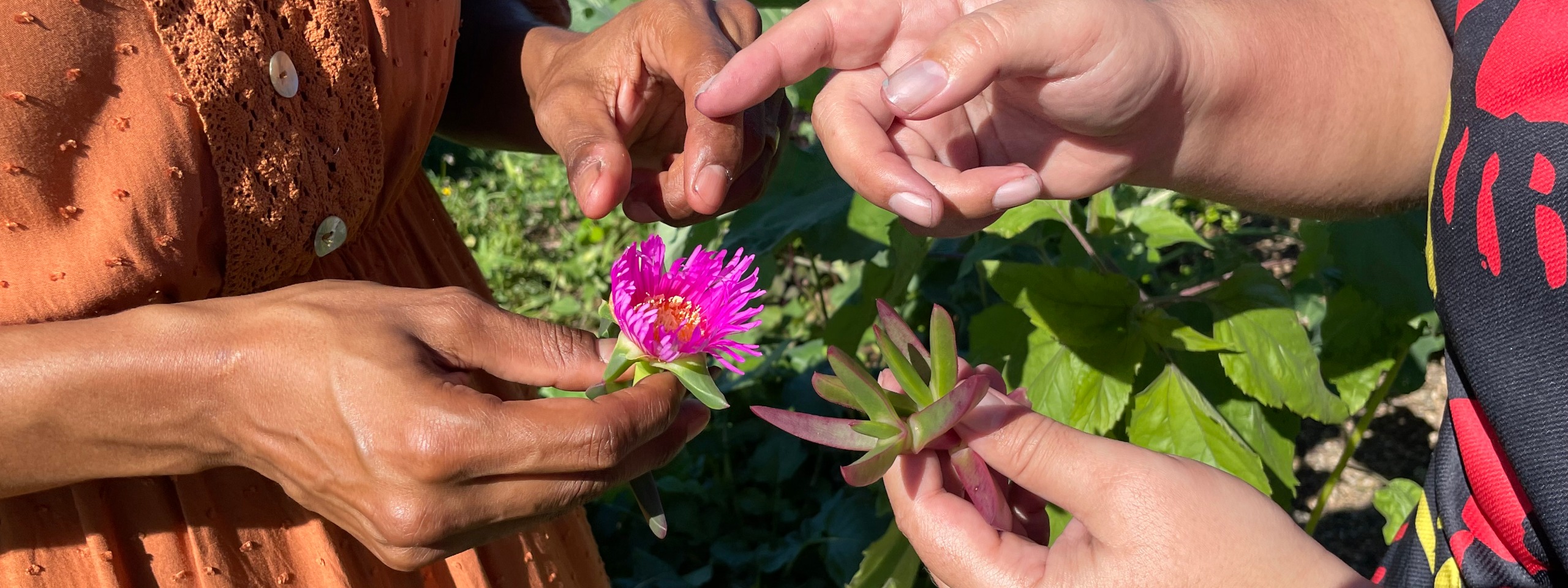 Bush food planting. Image: supplied.