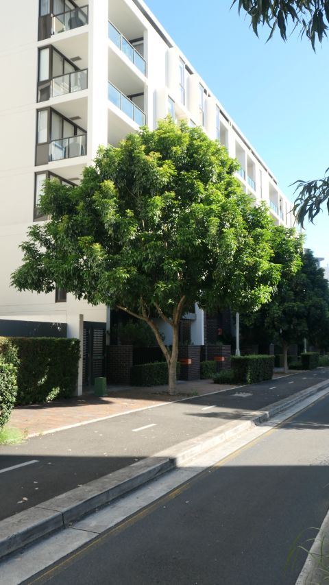 You will see more of these trees – tulipwood (Harpullia pendula) – in our area. Photo: City of Sydney