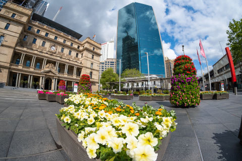 Spring living Colour floral displays at Customs House Square. Photo: Chris Southwood / City of Sydney