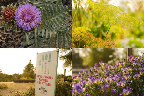 Flowers, seed pods and blooms. Photo: Chris Southwood / City of Sydney