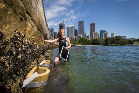 Rebecca Morris inspects seawall pots in Sydney Harbour.