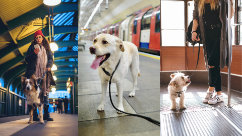 Dogs in Berlin, London and San Francisco are allowed on public transport. Photo: Getty Images