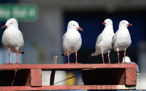 Seagulls at the Sydney Fish Markets, Pyrmont. Photo: Adam Hollingworth/City of Sydney 