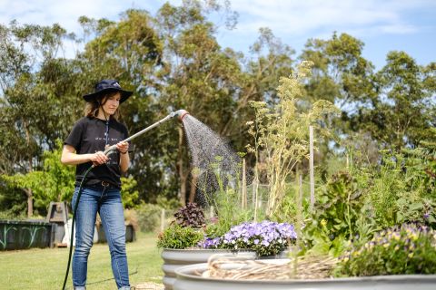 All watering, weeding, planting and harvesting is done by hand. Photo: Chris Southwood / City of Sydney