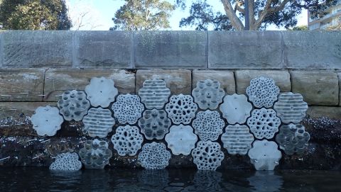 Rushcutters Bay is ready to attract more sea plants and creatures with a new living seawall, Credit: Sydney Institute of Marine Science