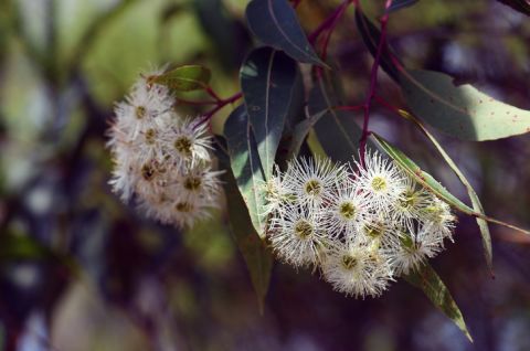  White blossoms of the Australian native red bloodwood (Corymbia gummifera). Photo: Getty Images