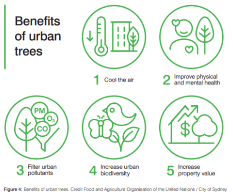 The benefits of urban trees