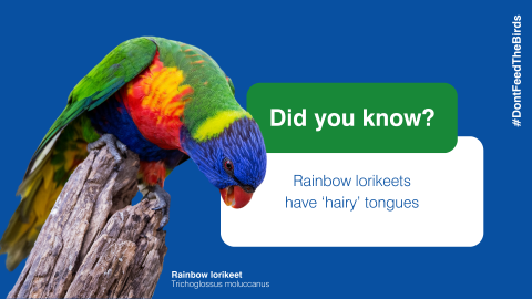 Rainbow lorikeets have ‘hairy’ tongues