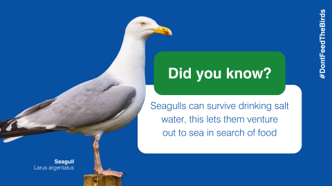 Seagulls can survive drinking salt water, this lets them venture out to sea in search of food.