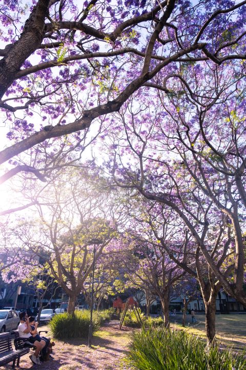 Jacarandas are on the street tree list for future planting. Photo: Chris Southwood / City of Sydney