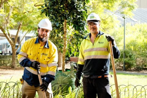Workers with a tree they are planting in Larkin Street Park, Camperdown. Photo: Chris Southwood / City of Sydney