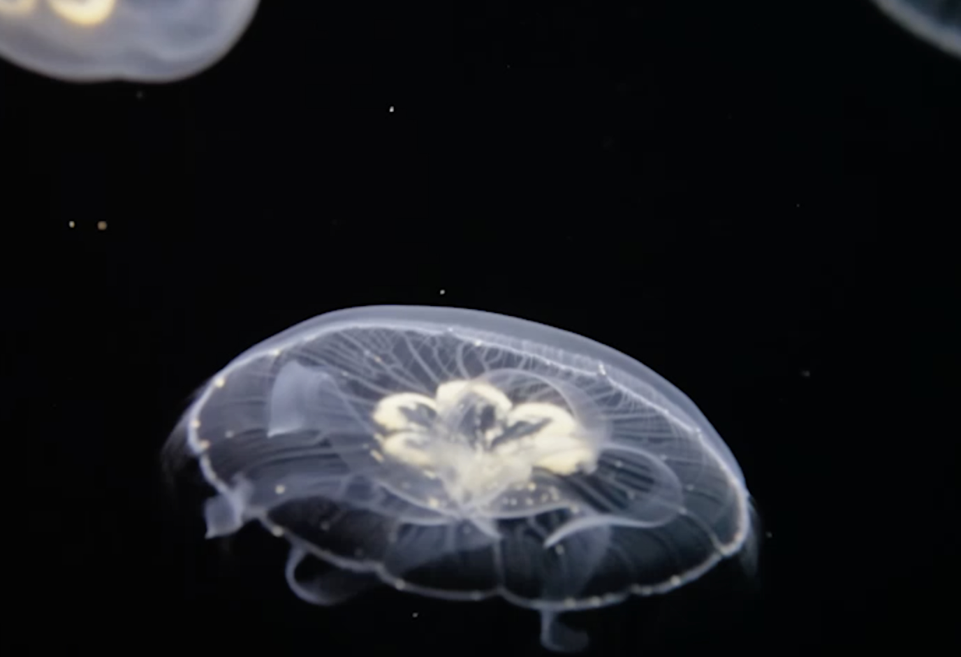 Jellyfish underwater background 
