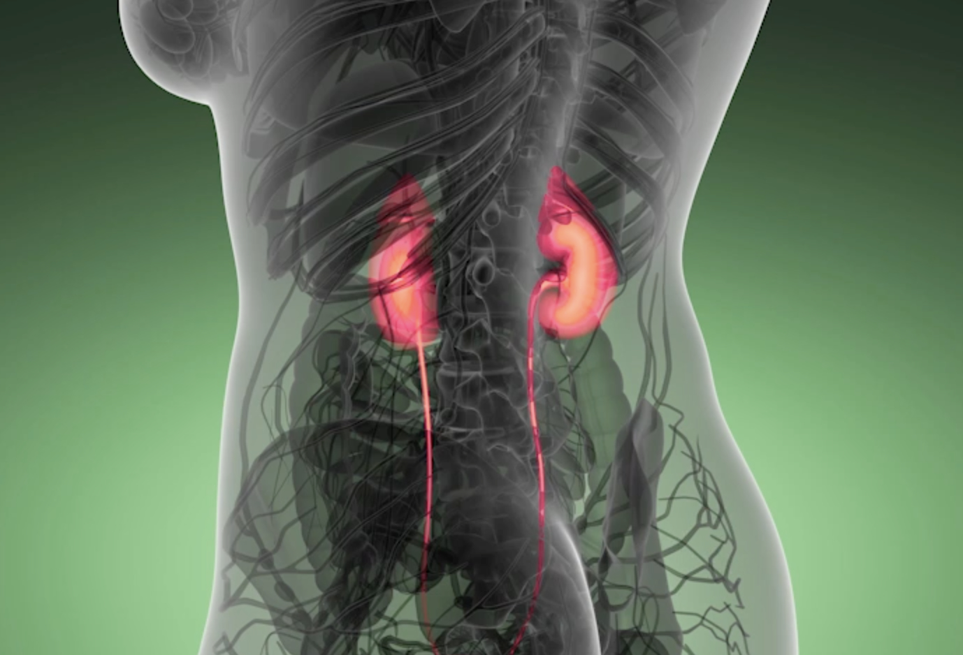Wissenschaftliche Anatomie-Scan der leuchtenden menschlichen Nieren