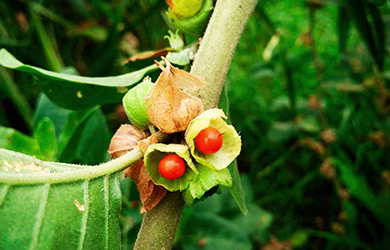 Ashwagandha plant