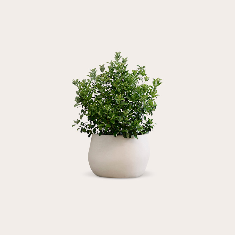 In studio photograph of Pebble Small