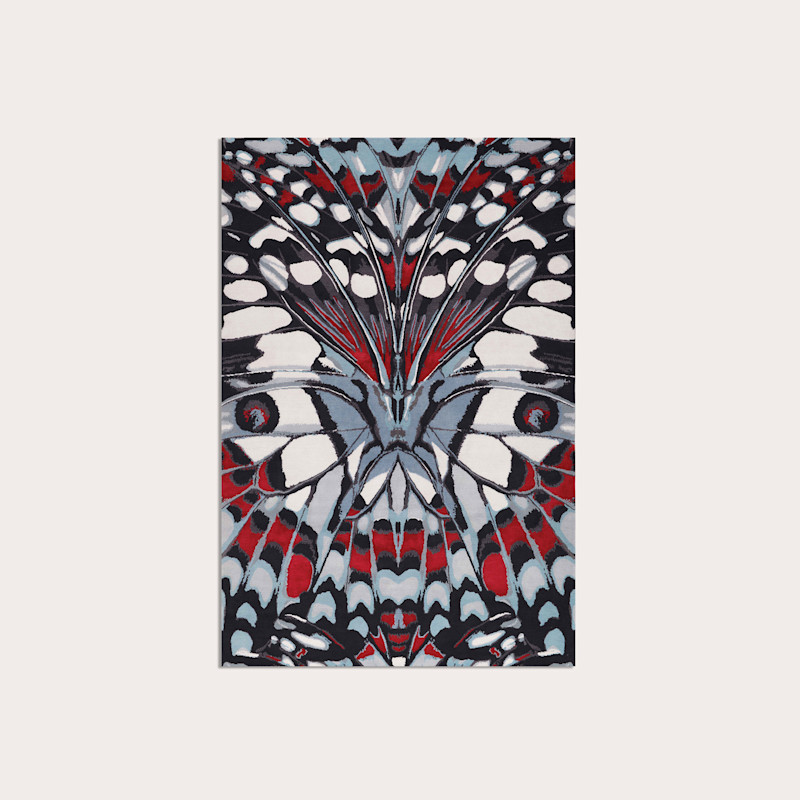 In studio photograph of Painted Lady