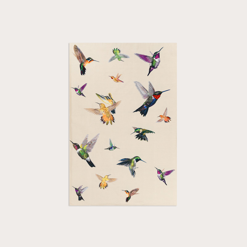 In studio photograph of Hummingbird