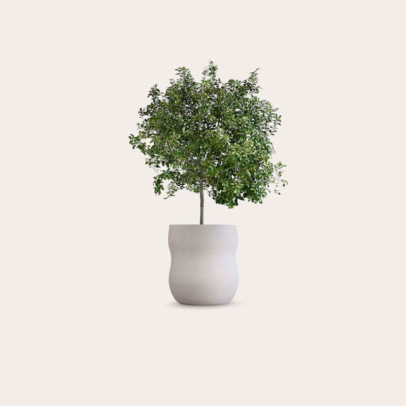 In studio photograph of Pebble Medium