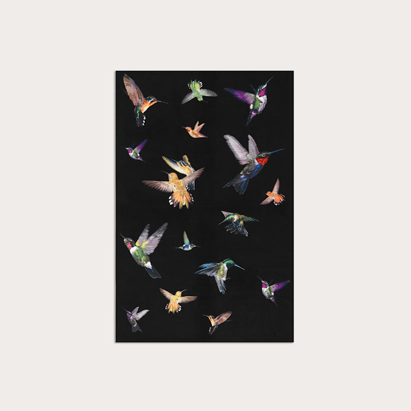 In studio photograph of Hummingbird