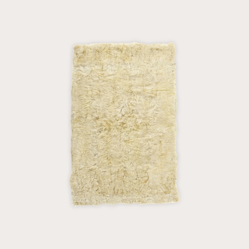 In studio photograph of Alpaca