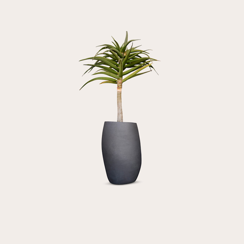 In studio photograph of Pebble Tall