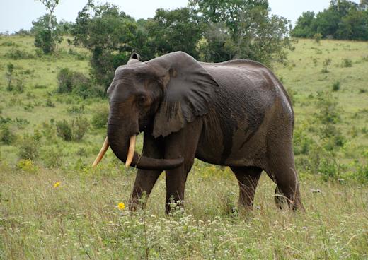 Shimba Hills National Reserve, Mombasa, Provinz Coast