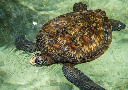 Meeresschildkröten-Aquarium, Nungwi, Tansania