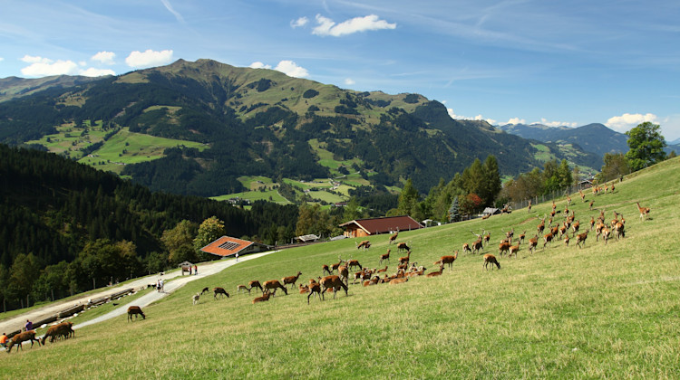 Wildpark Aurach, St. Johann in Tirol