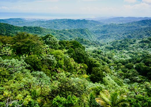 Regenwald El Yunque, Luquillo