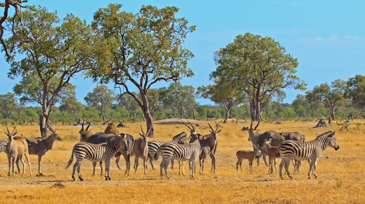 Luangwa National Park