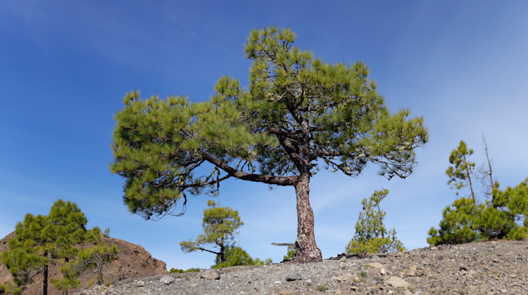 Tajuya, La Palma