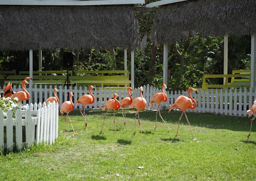 Flamingos im Ardastra Zoo & Botanischen Garten, Nassau, Bahamas