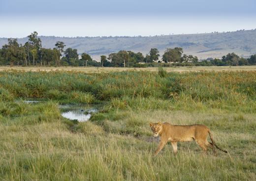 Musiara Swamp, Masai mara, Rift Valley