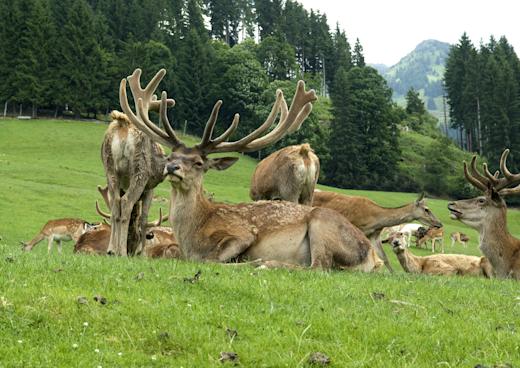 Wildpark Aurach, St. Johann, Tirol