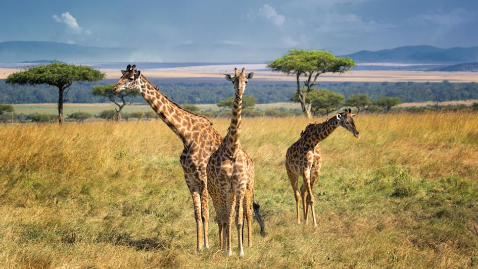 Masai Mara, Provinz Rift Valley