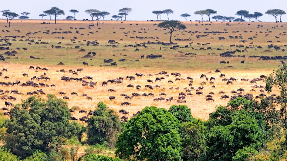 Masai Mara, Provinz Rift Valley