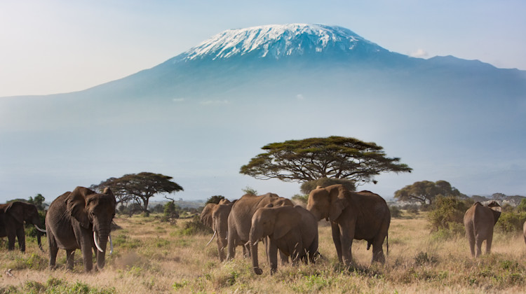 Amboseli Nationalpark mit Kilimandscharo, Kenia